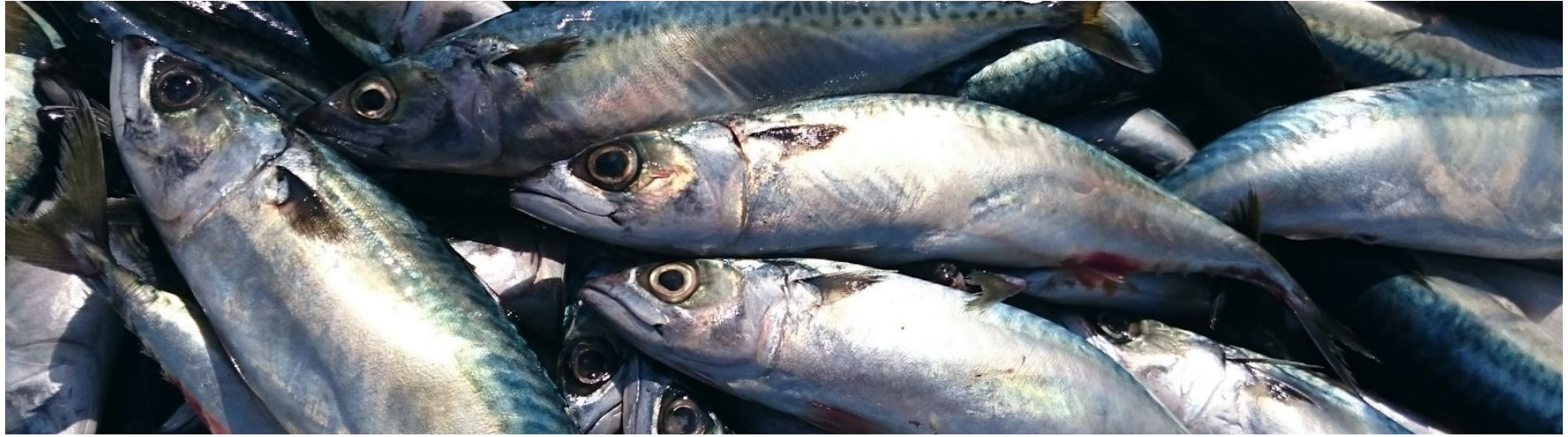 ワンランク上のこだわりマグロ 長崎県産 鷹島本まぐろ さかな通信 By Uopochi